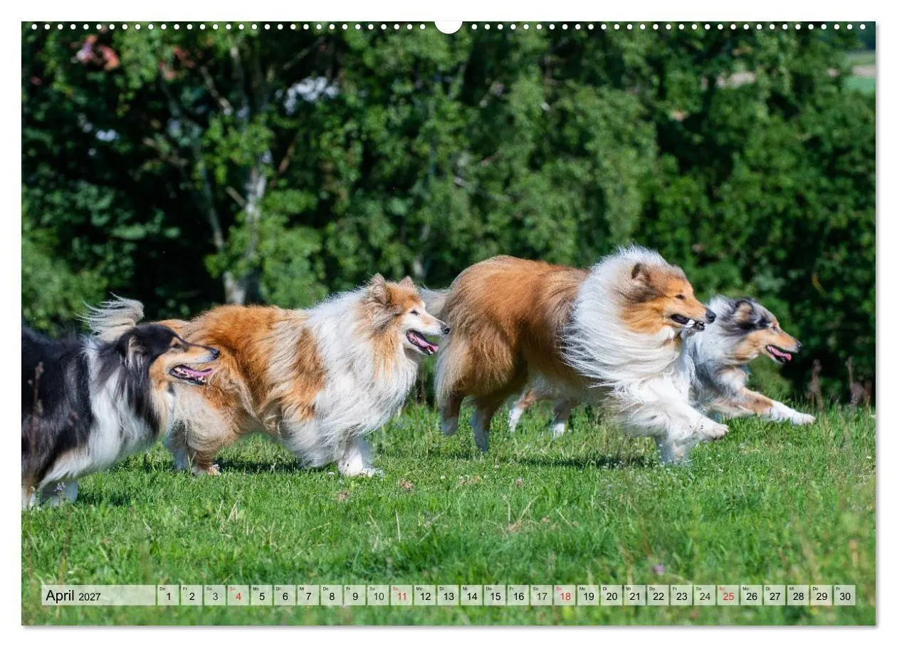 Bild: 9783569735309 | Collie - Das Glück hat 4 Pfoten (Wandkalender 2027 DIN A2 quer),...