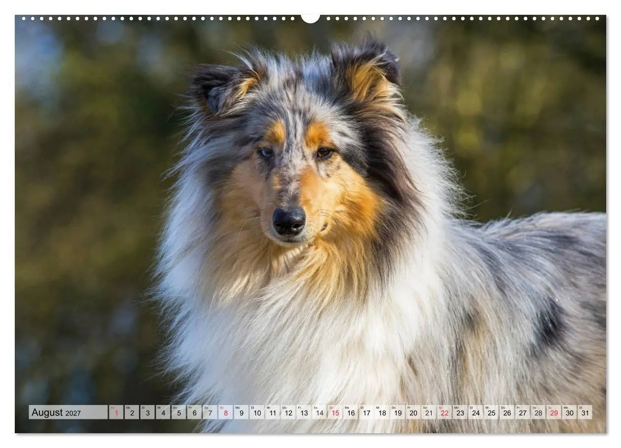 Bild: 9783569735309 | Collie - Das Glück hat 4 Pfoten (Wandkalender 2027 DIN A2 quer),...