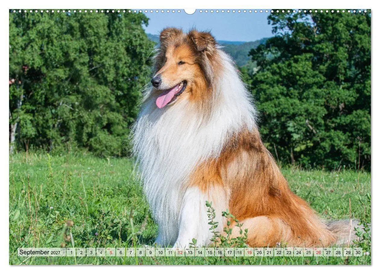 Bild: 9783569735309 | Collie - Das Glück hat 4 Pfoten (Wandkalender 2027 DIN A2 quer),...