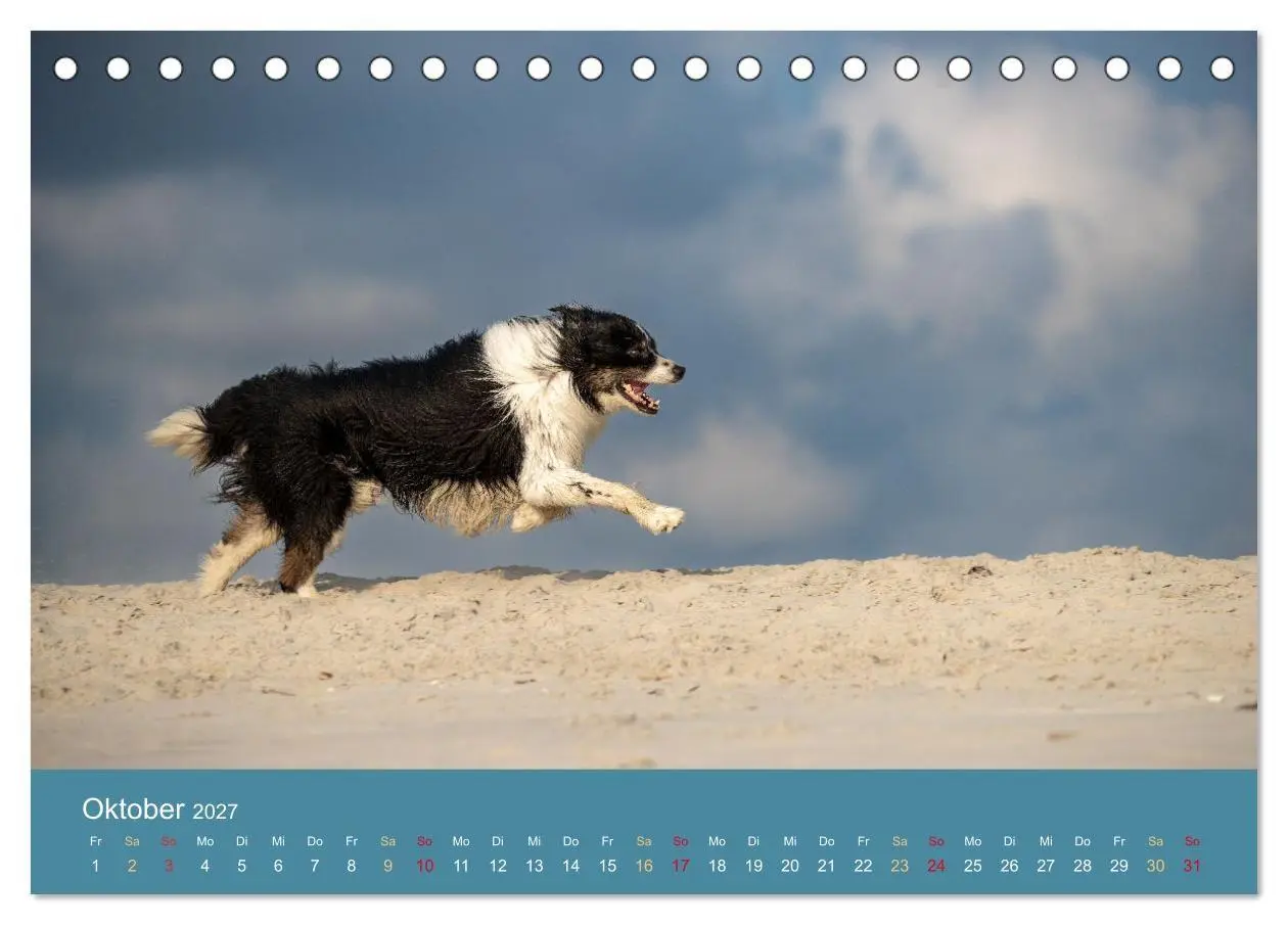 Bild: 9783594175309 | Mit Aussies unterwegs - Die bunte Welt der Australian Shepherds...