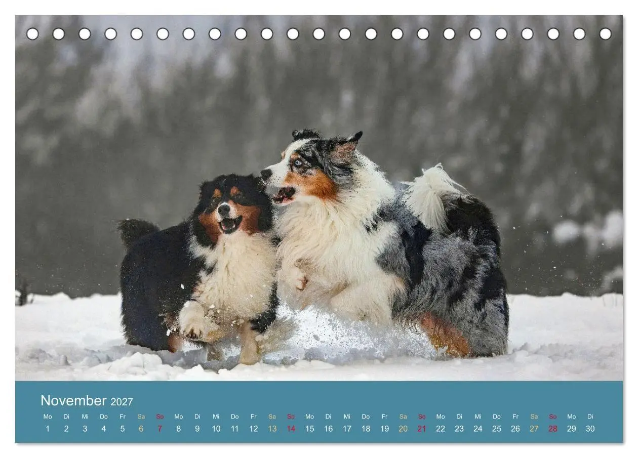 Bild: 9783594175309 | Mit Aussies unterwegs - Die bunte Welt der Australian Shepherds...