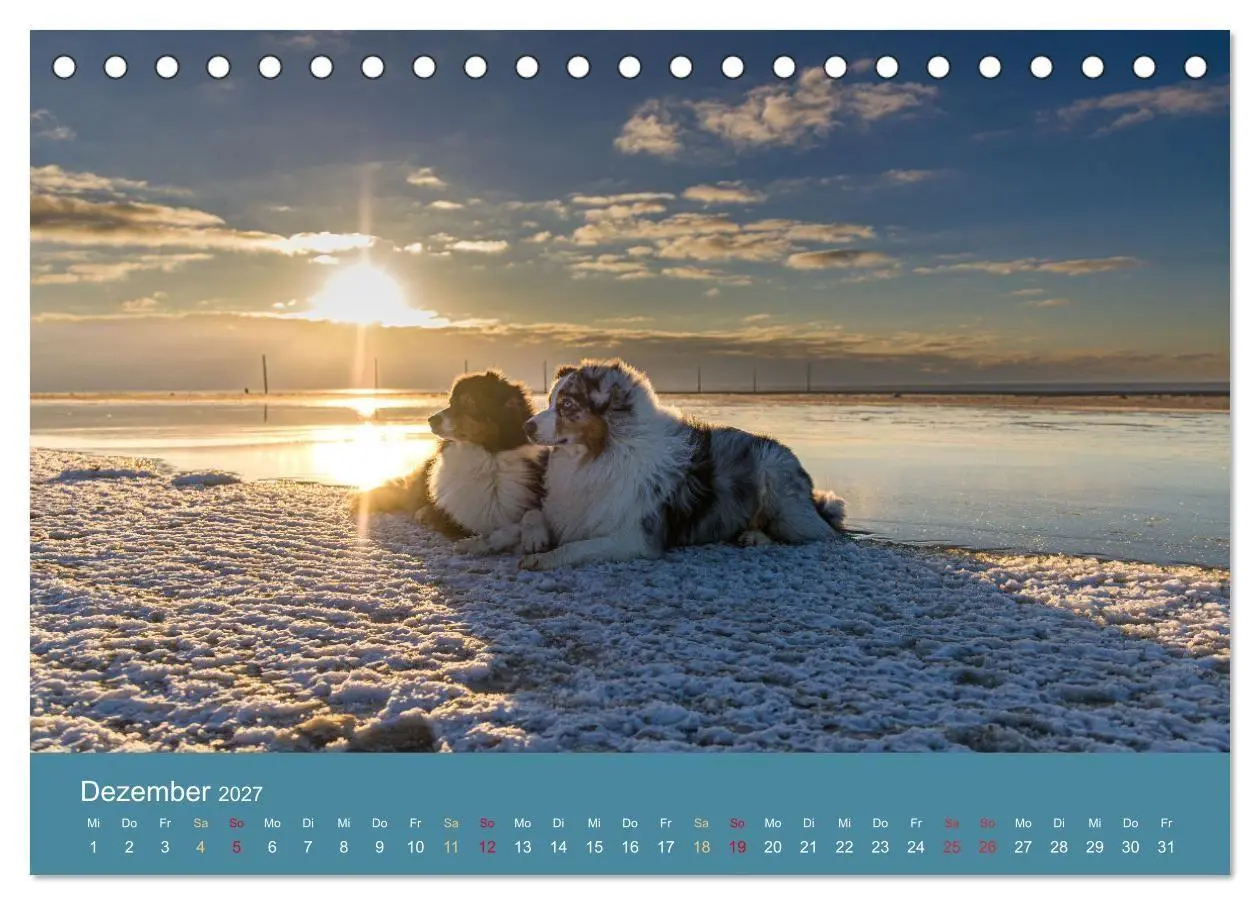 Bild: 9783594175309 | Mit Aussies unterwegs - Die bunte Welt der Australian Shepherds...