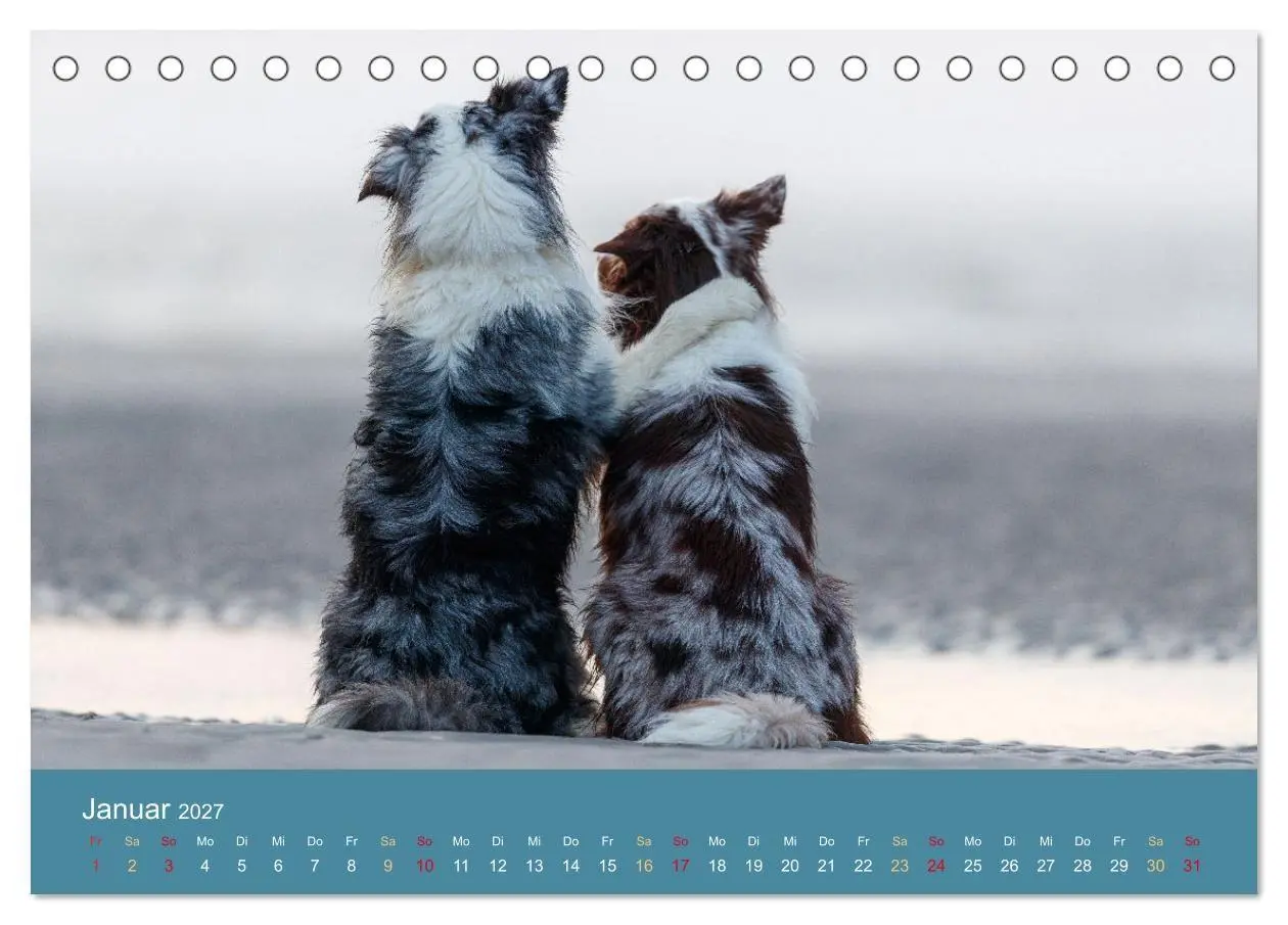Bild: 9783594175309 | Mit Aussies unterwegs - Die bunte Welt der Australian Shepherds...