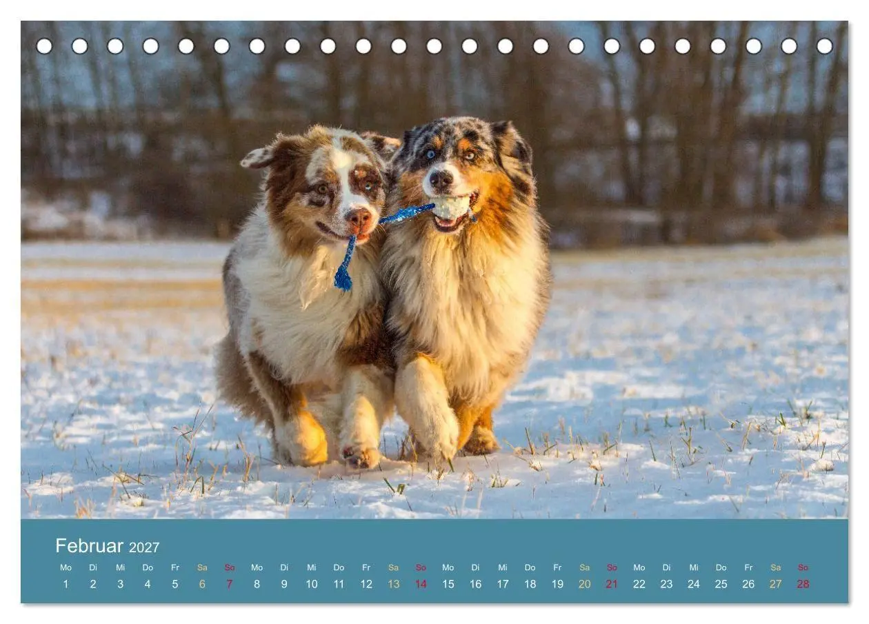 Bild: 9783594175309 | Mit Aussies unterwegs - Die bunte Welt der Australian Shepherds...