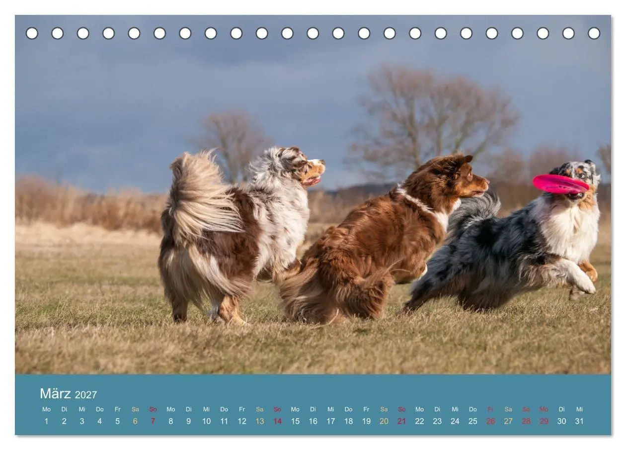 Bild: 9783594175309 | Mit Aussies unterwegs - Die bunte Welt der Australian Shepherds...