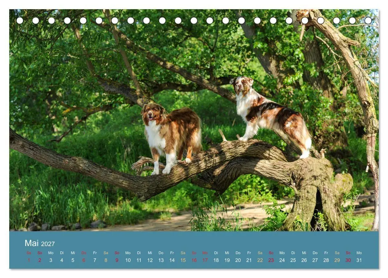 Bild: 9783594175309 | Mit Aussies unterwegs - Die bunte Welt der Australian Shepherds...