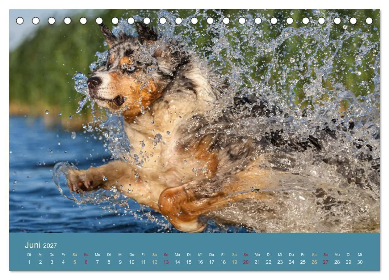 Bild: 9783594175309 | Mit Aussies unterwegs - Die bunte Welt der Australian Shepherds...