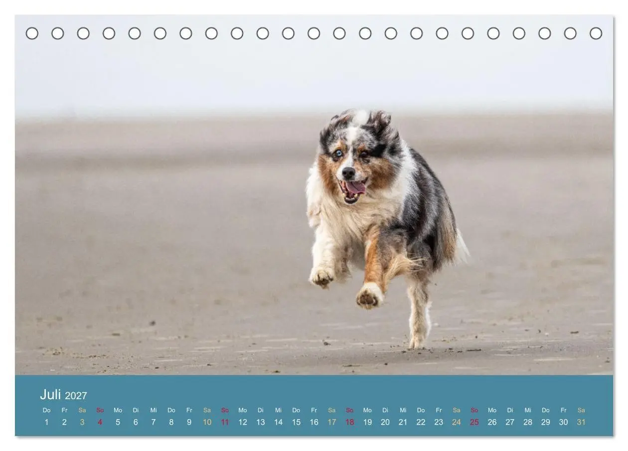 Bild: 9783594175309 | Mit Aussies unterwegs - Die bunte Welt der Australian Shepherds...