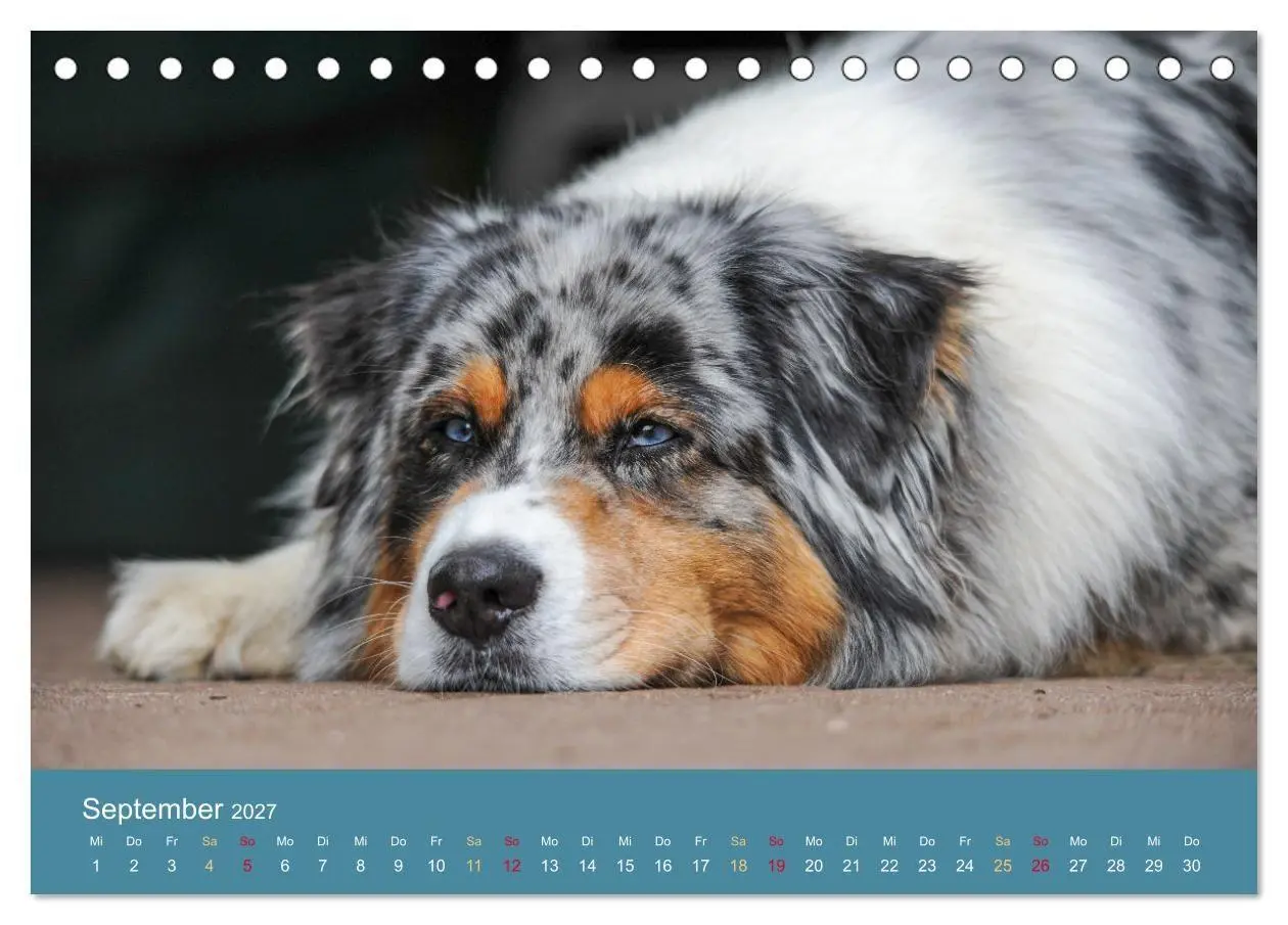 Bild: 9783594175309 | Mit Aussies unterwegs - Die bunte Welt der Australian Shepherds...