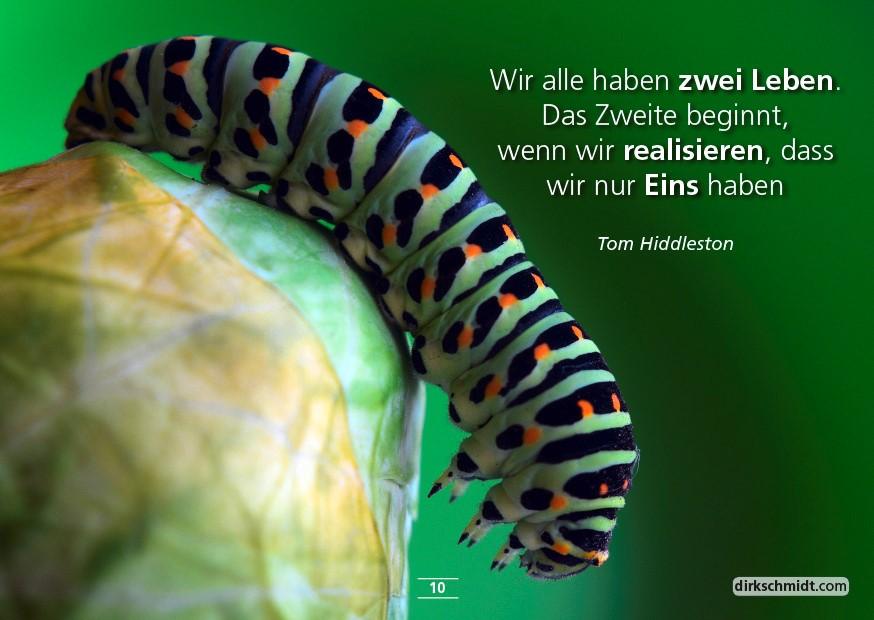 Bild: 9783982255309 | MUTivationsbox 2 - 101 Zitate auf Designerpostkarten | Dirk Schmidt