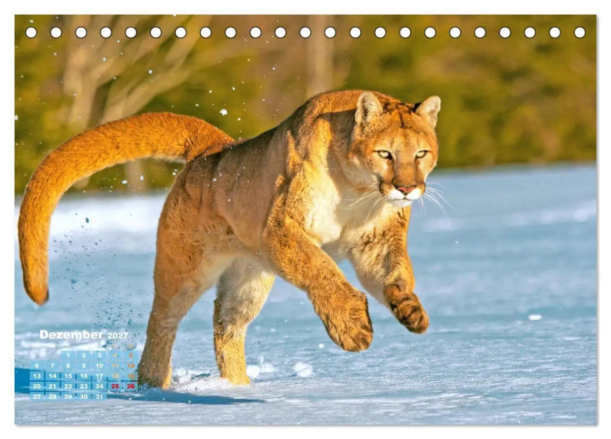 Bild: 9783569185609 | Puma: Auf leisen Pfoten (Tischkalender 2027 DIN A5 quer), CALVENDO...