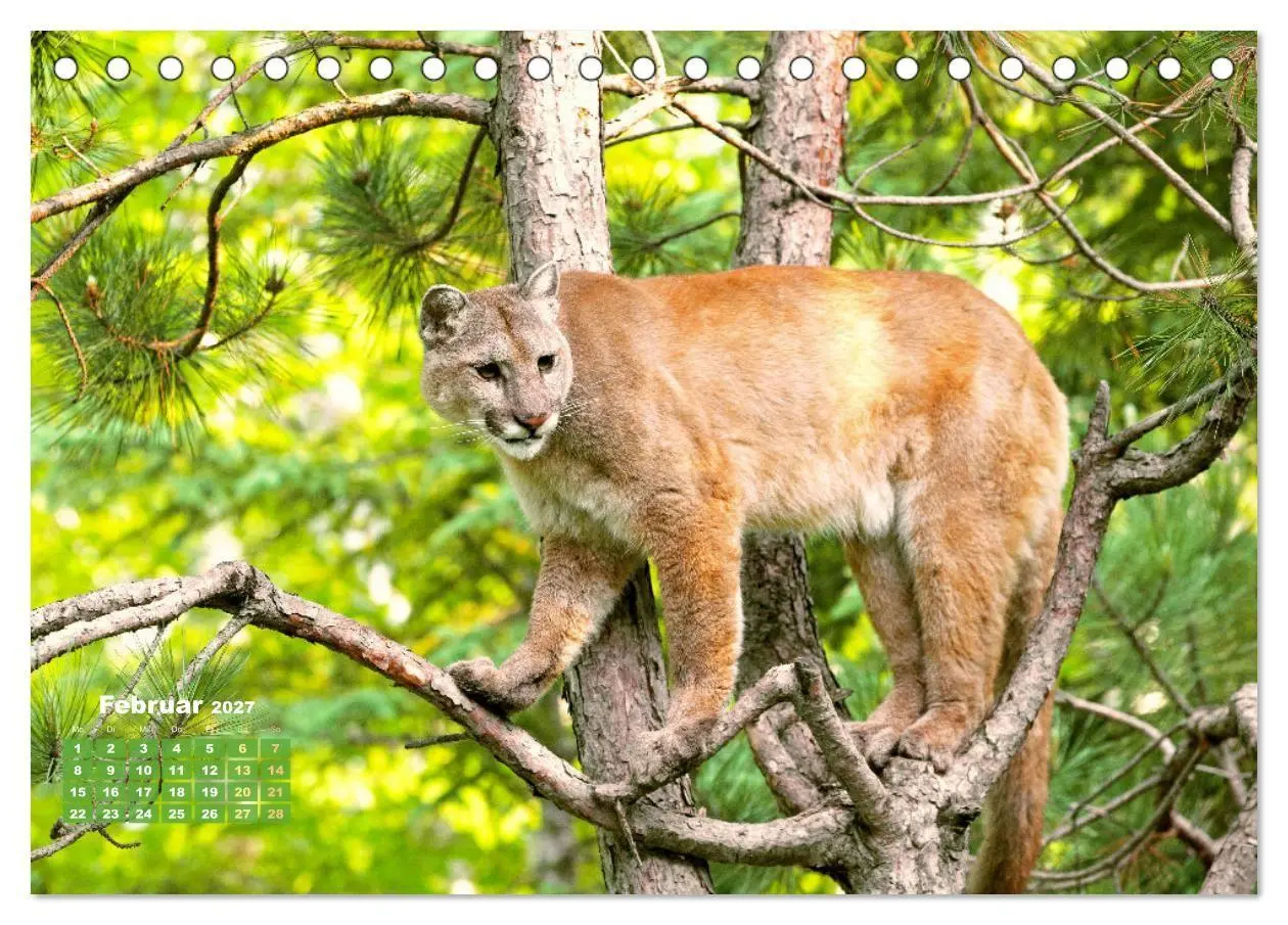 Bild: 9783569185609 | Puma: Auf leisen Pfoten (Tischkalender 2027 DIN A5 quer), CALVENDO...