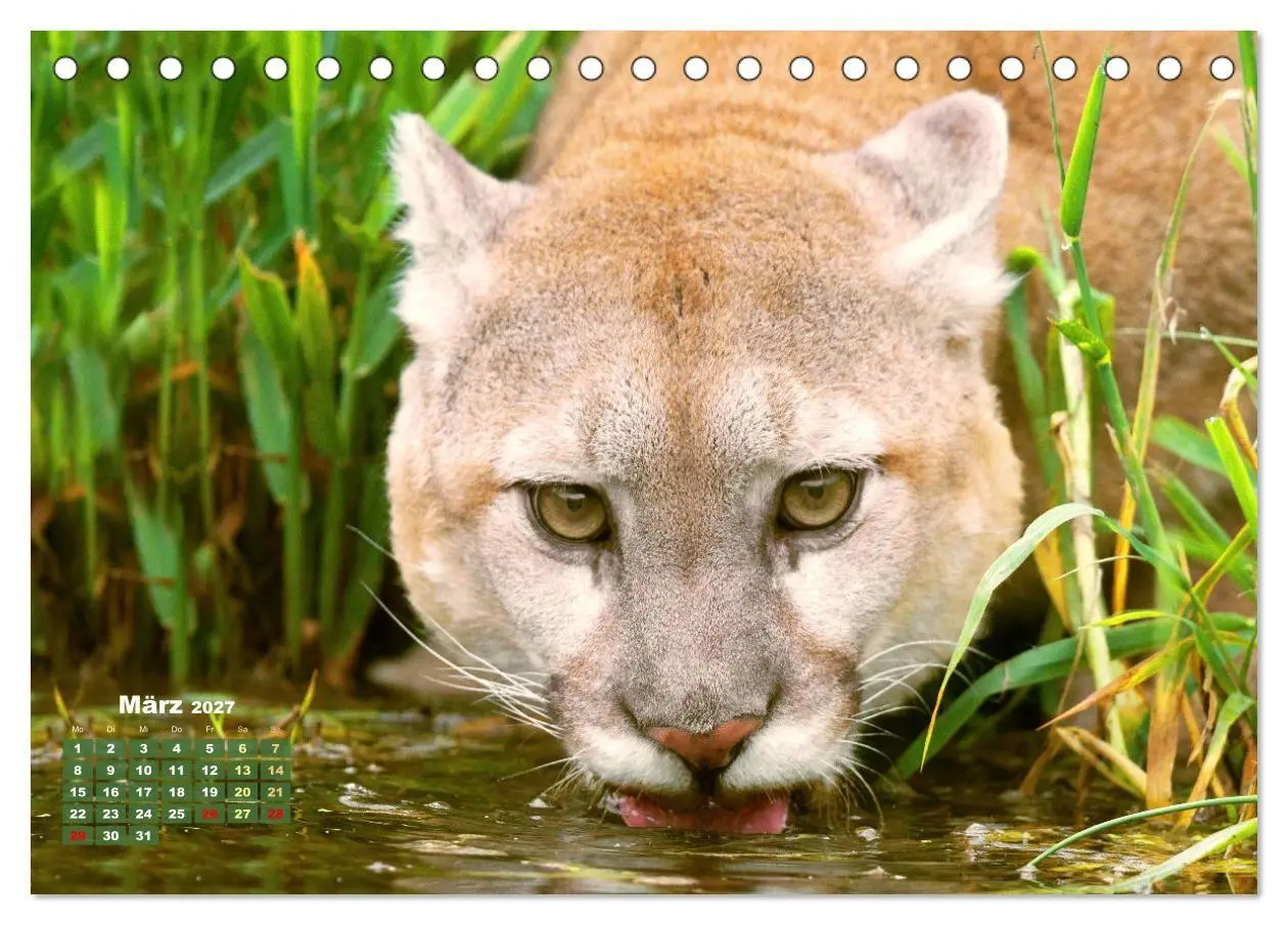 Bild: 9783569185609 | Puma: Auf leisen Pfoten (Tischkalender 2027 DIN A5 quer), CALVENDO...