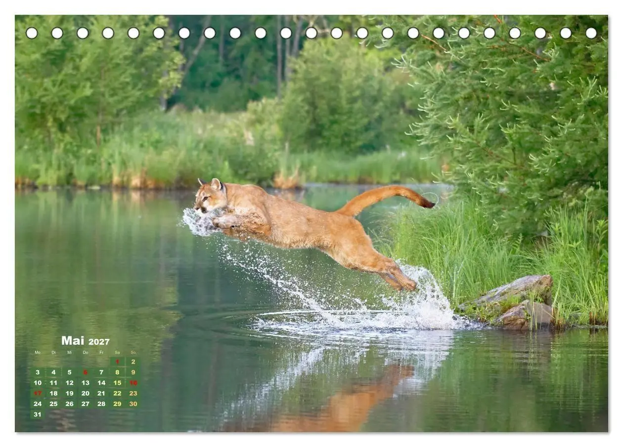 Bild: 9783569185609 | Puma: Auf leisen Pfoten (Tischkalender 2027 DIN A5 quer), CALVENDO...