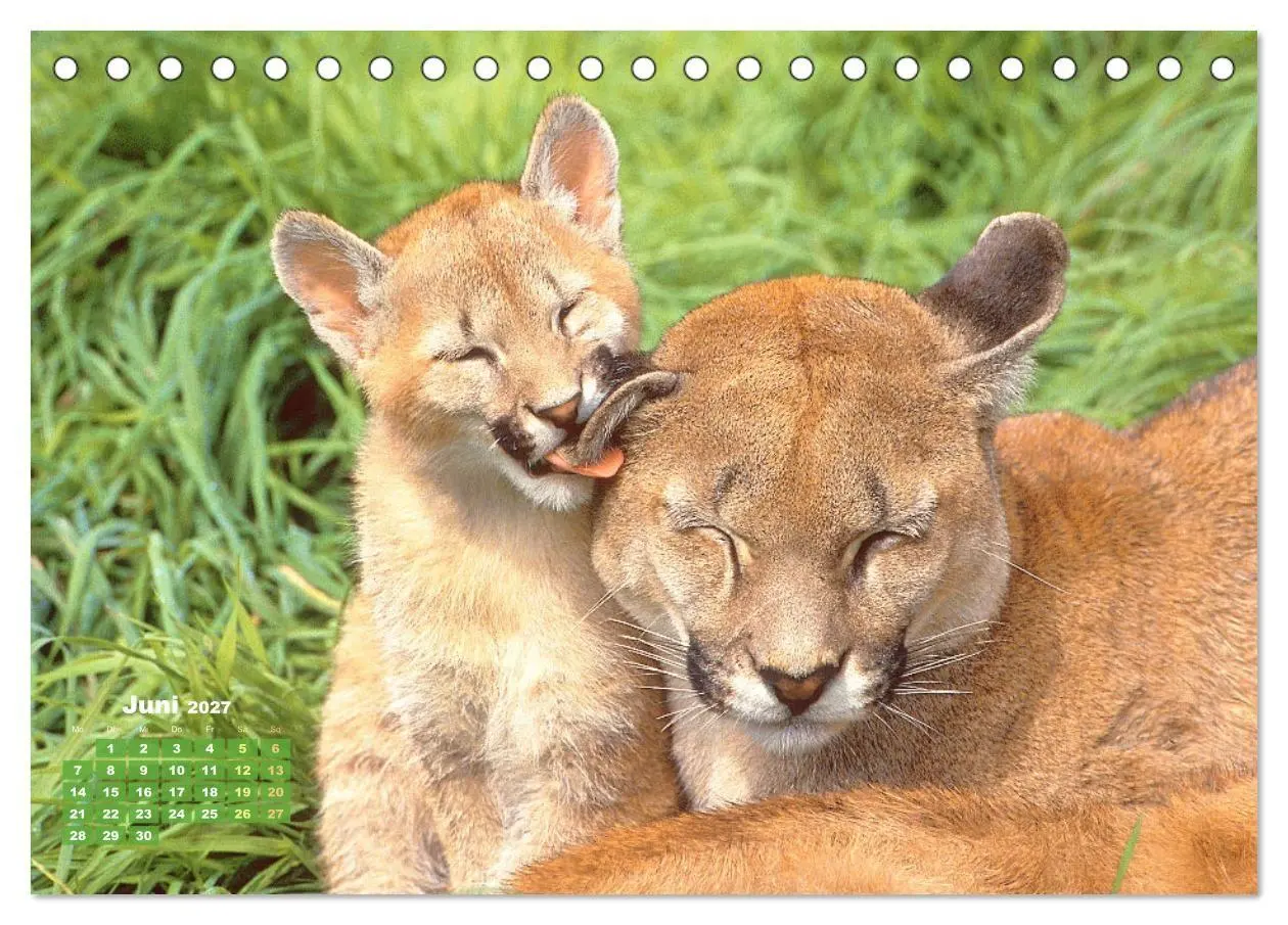 Bild: 9783569185609 | Puma: Auf leisen Pfoten (Tischkalender 2027 DIN A5 quer), CALVENDO...