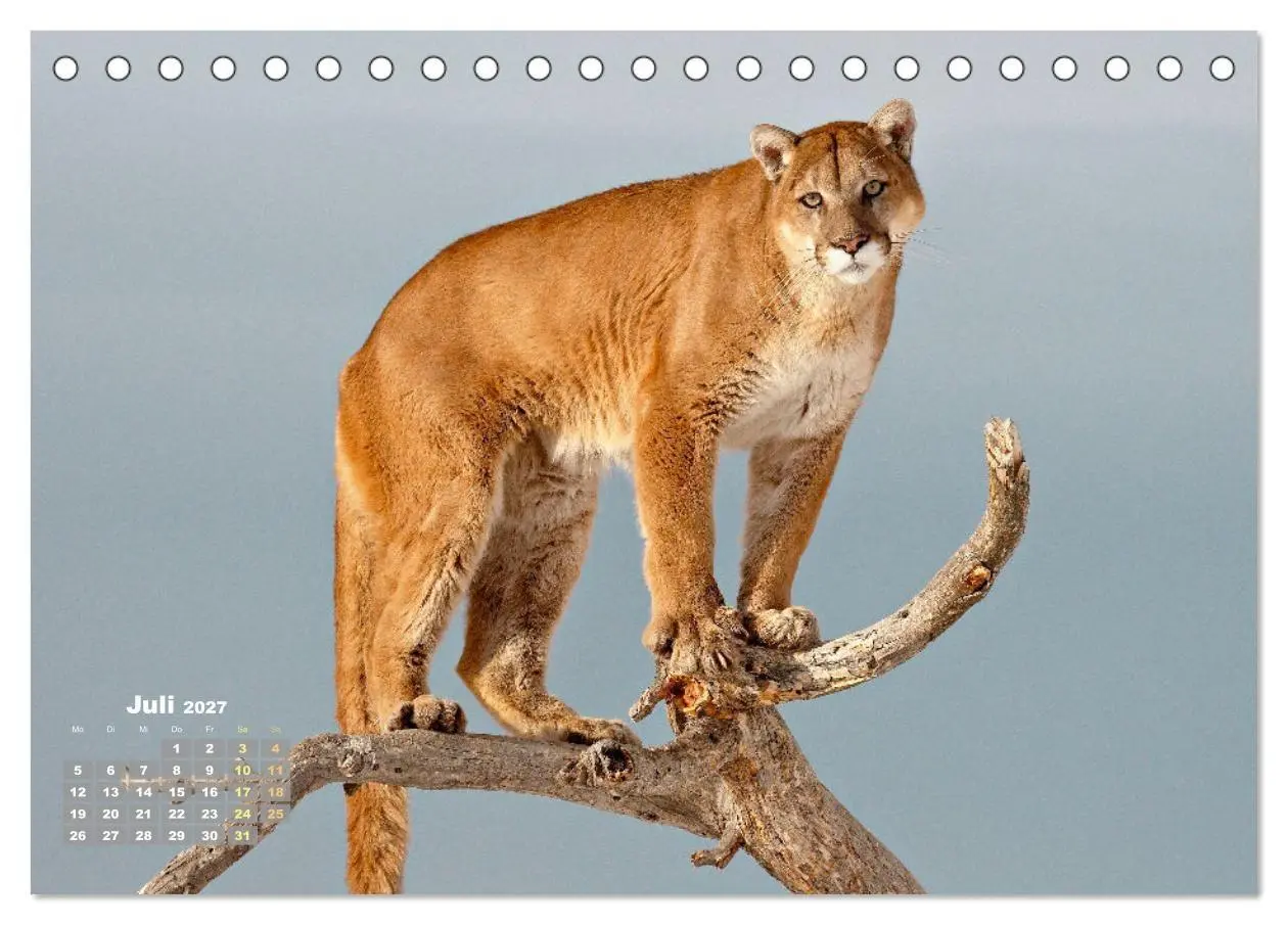 Bild: 9783569185609 | Puma: Auf leisen Pfoten (Tischkalender 2027 DIN A5 quer), CALVENDO...