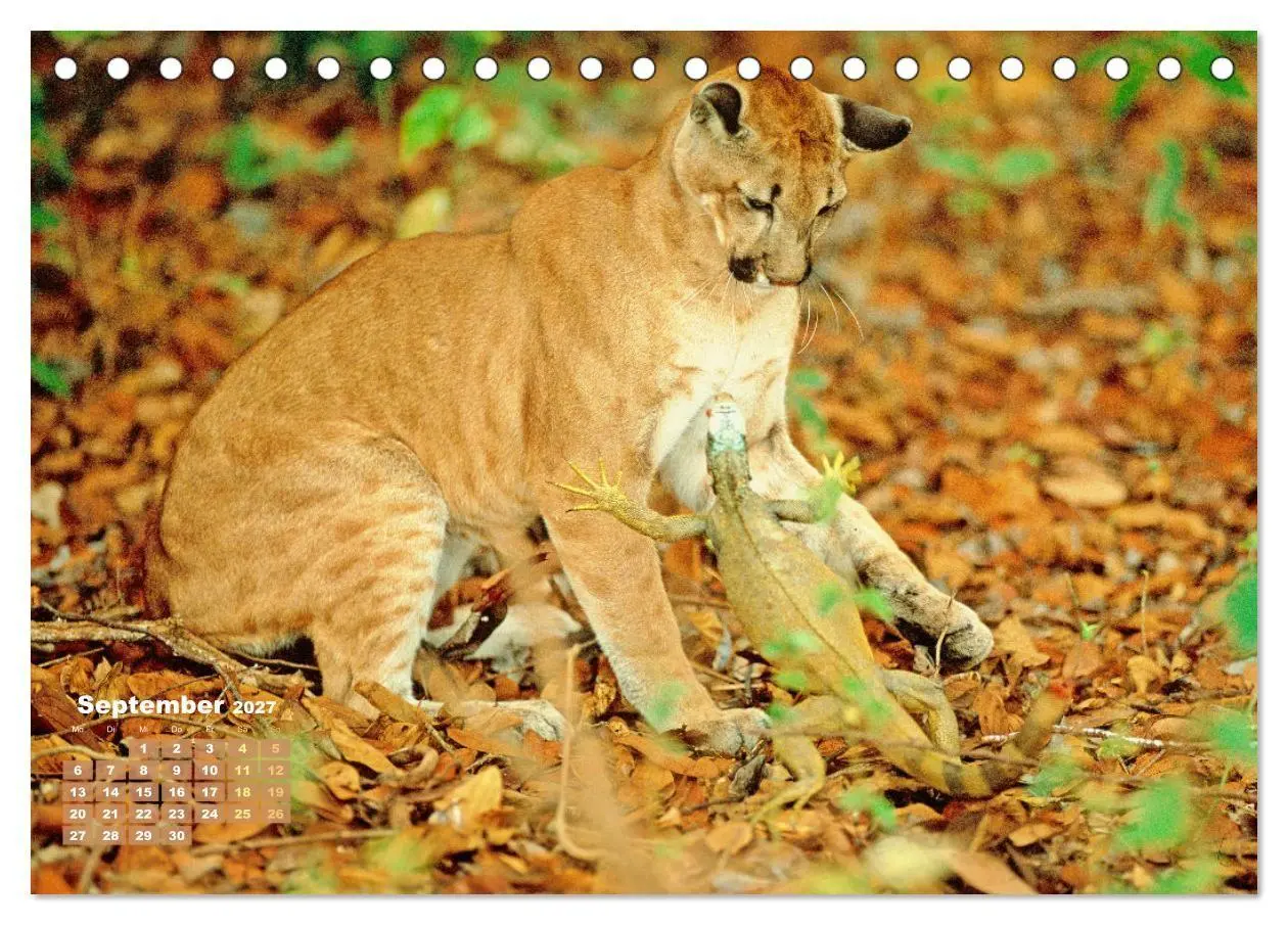 Bild: 9783569185609 | Puma: Auf leisen Pfoten (Tischkalender 2027 DIN A5 quer), CALVENDO...