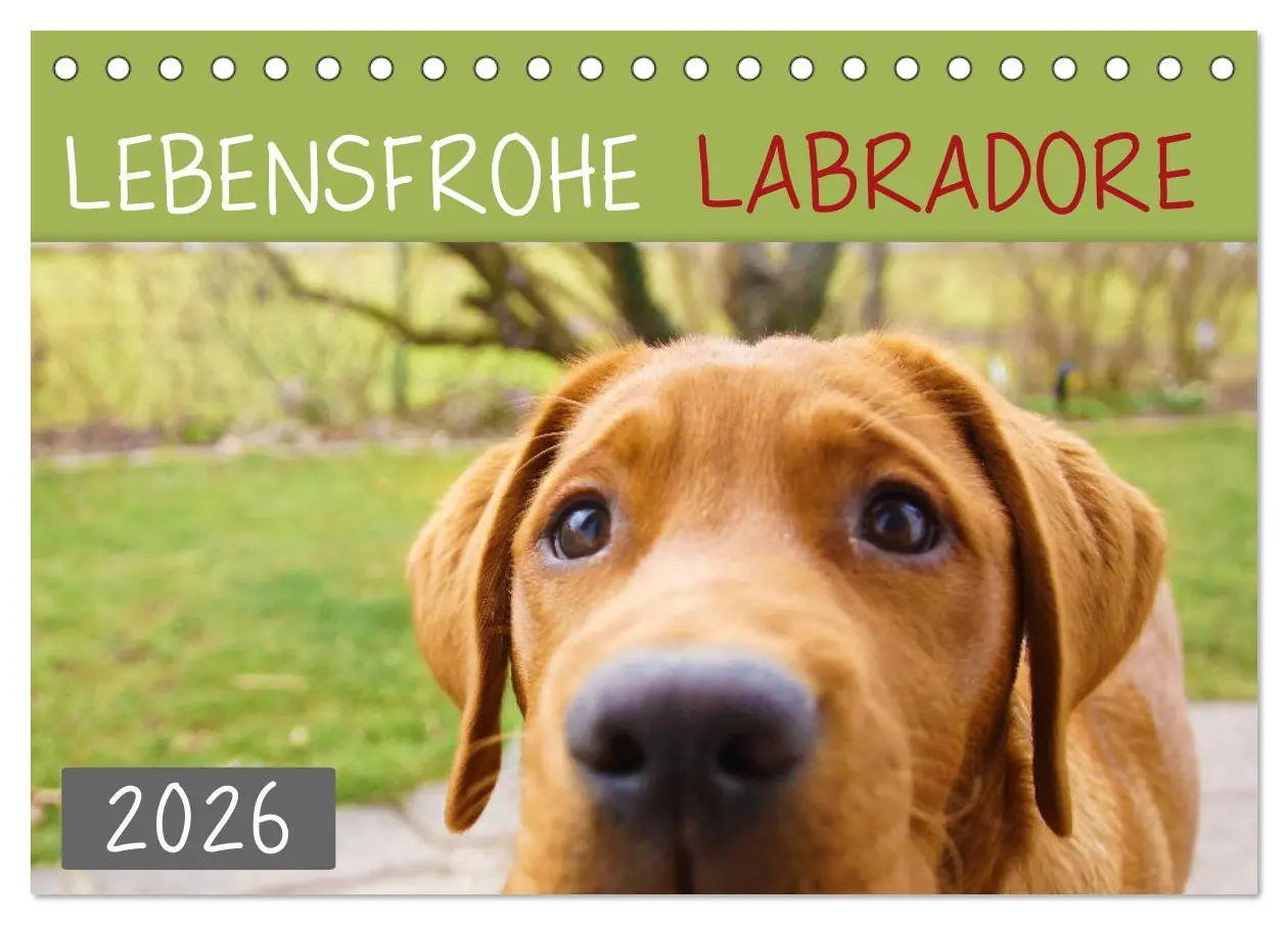 Cover: 9783457685709 | Lebensfrohe Labradore (Tischkalender 2026 DIN A5 quer), CALVENDO...