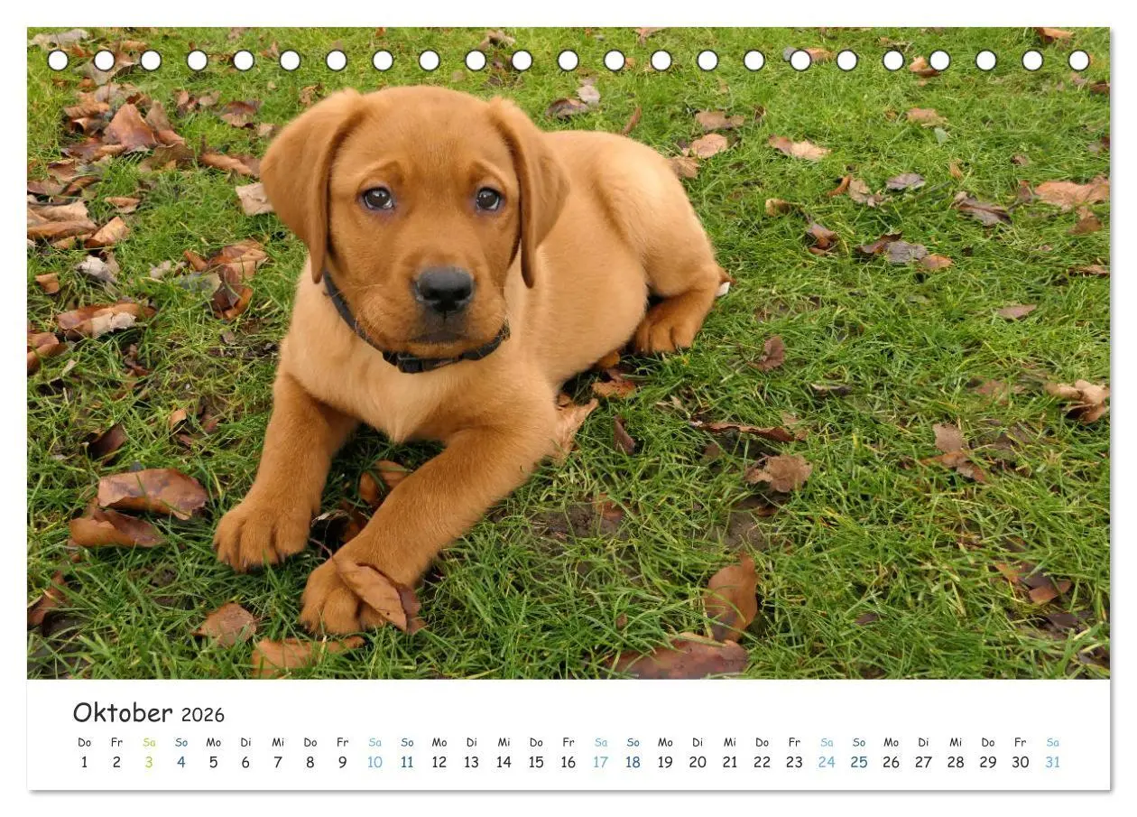 Bild: 9783457685709 | Lebensfrohe Labradore (Tischkalender 2026 DIN A5 quer), CALVENDO...
