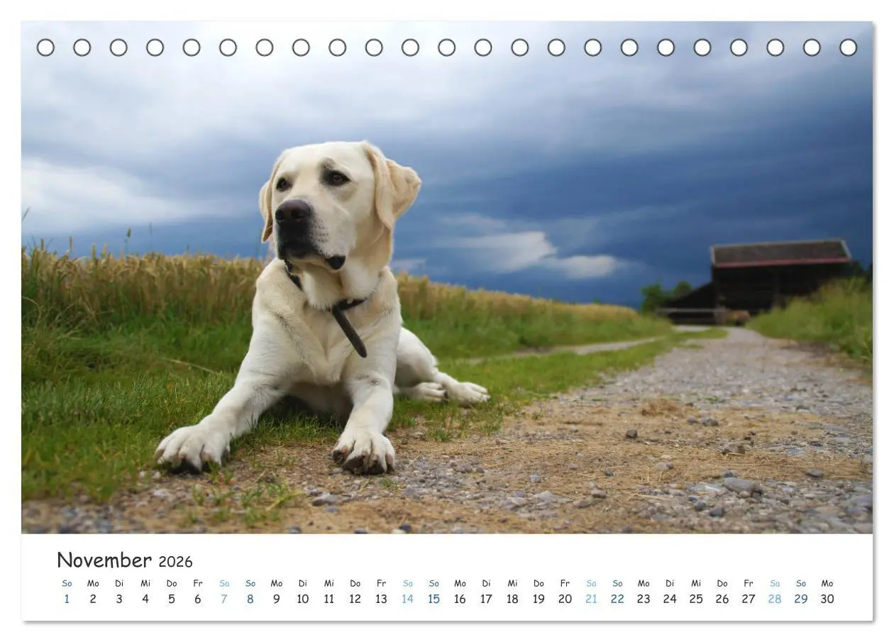 Bild: 9783457685709 | Lebensfrohe Labradore (Tischkalender 2026 DIN A5 quer), CALVENDO...