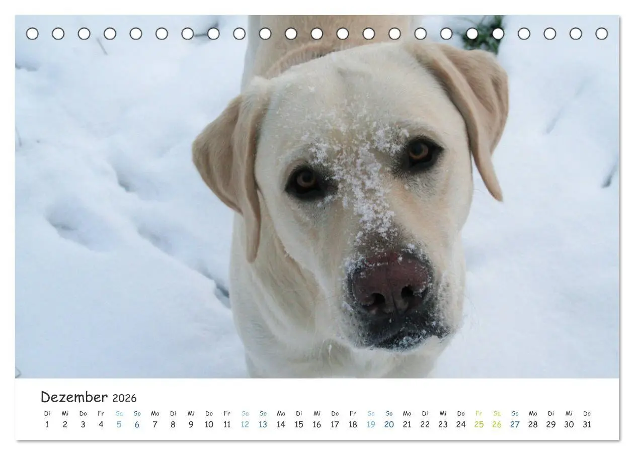 Bild: 9783457685709 | Lebensfrohe Labradore (Tischkalender 2026 DIN A5 quer), CALVENDO...
