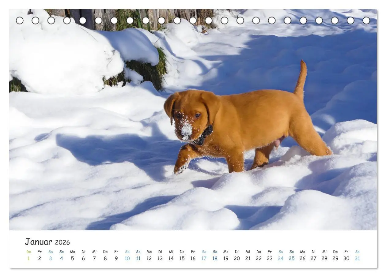 Bild: 9783457685709 | Lebensfrohe Labradore (Tischkalender 2026 DIN A5 quer), CALVENDO...