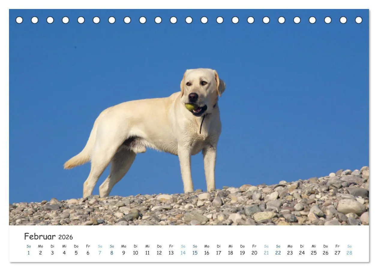 Bild: 9783457685709 | Lebensfrohe Labradore (Tischkalender 2026 DIN A5 quer), CALVENDO...