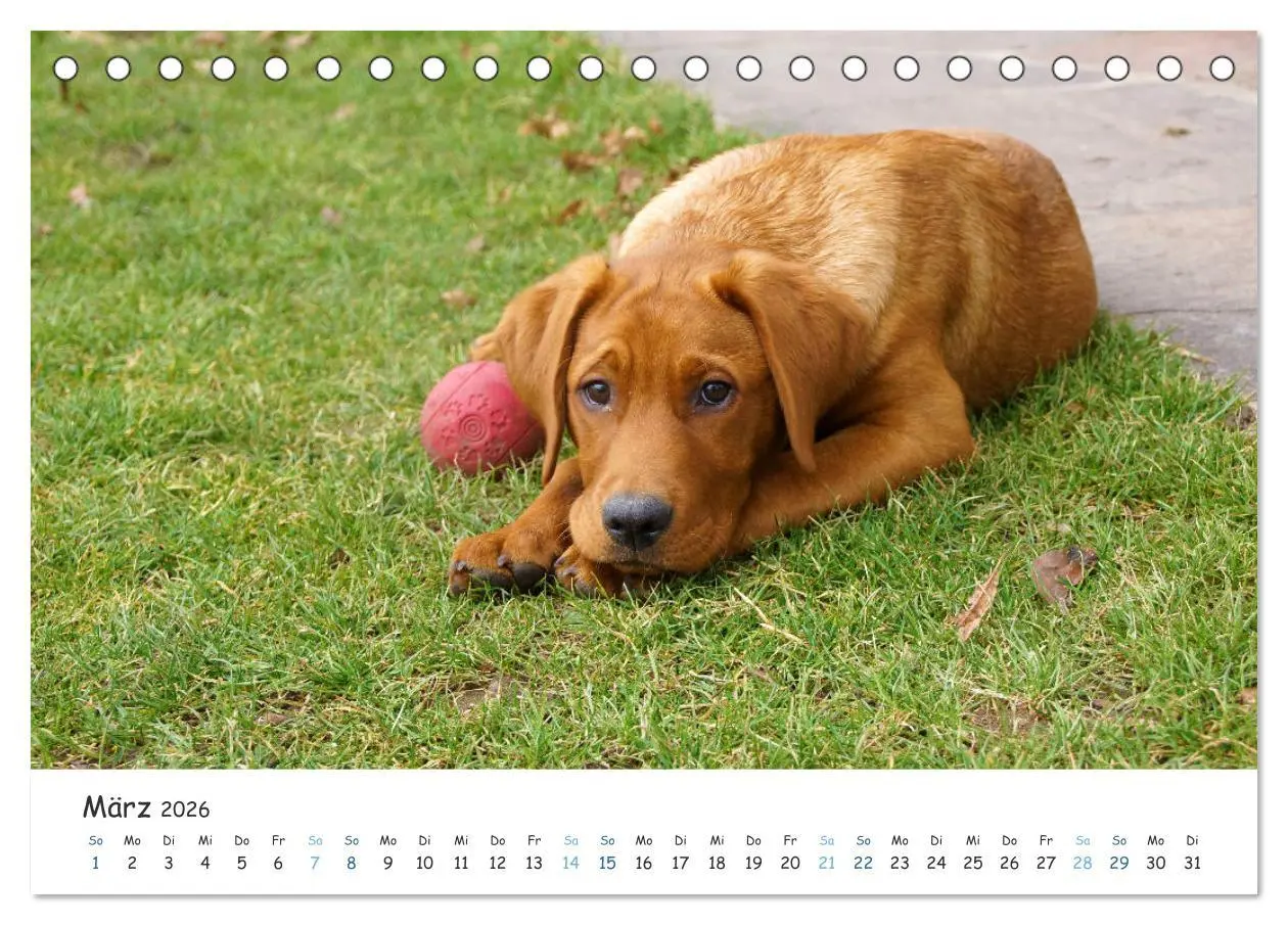 Bild: 9783457685709 | Lebensfrohe Labradore (Tischkalender 2026 DIN A5 quer), CALVENDO...