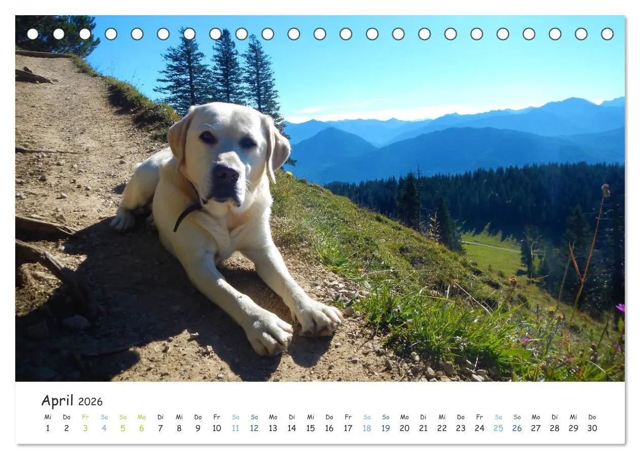 Bild: 9783457685709 | Lebensfrohe Labradore (Tischkalender 2026 DIN A5 quer), CALVENDO...
