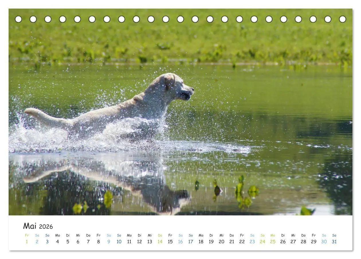 Bild: 9783457685709 | Lebensfrohe Labradore (Tischkalender 2026 DIN A5 quer), CALVENDO...