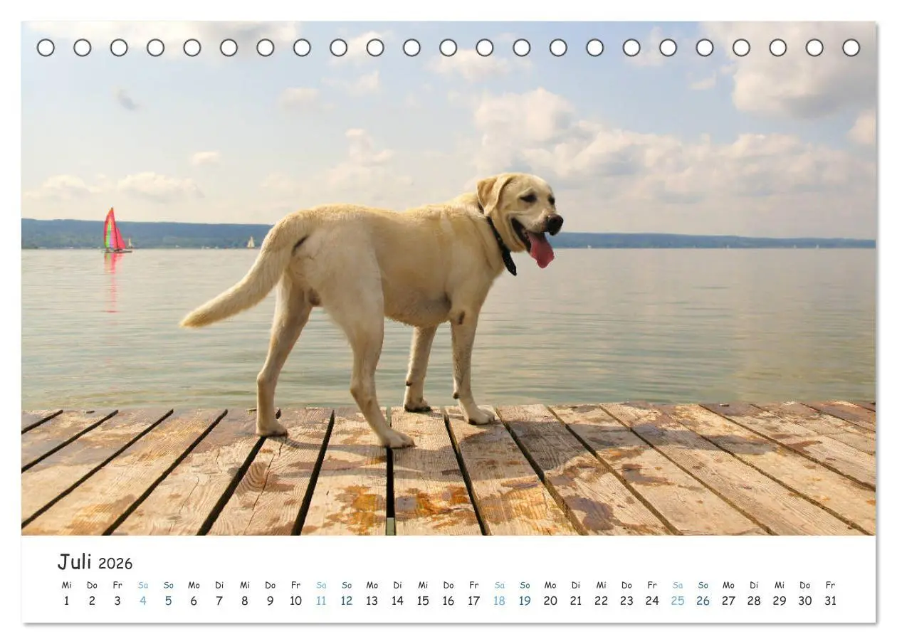 Bild: 9783457685709 | Lebensfrohe Labradore (Tischkalender 2026 DIN A5 quer), CALVENDO...
