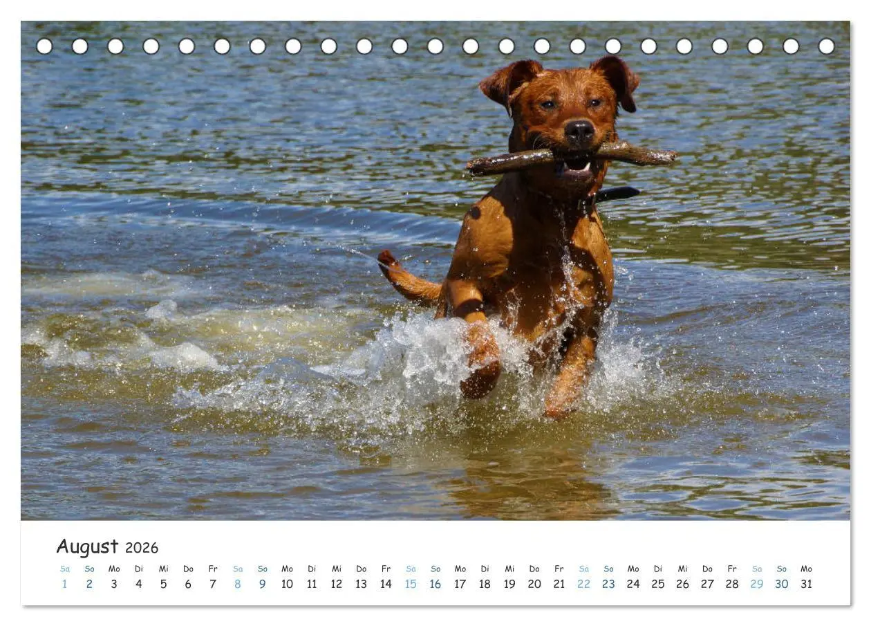 Bild: 9783457685709 | Lebensfrohe Labradore (Tischkalender 2026 DIN A5 quer), CALVENDO...