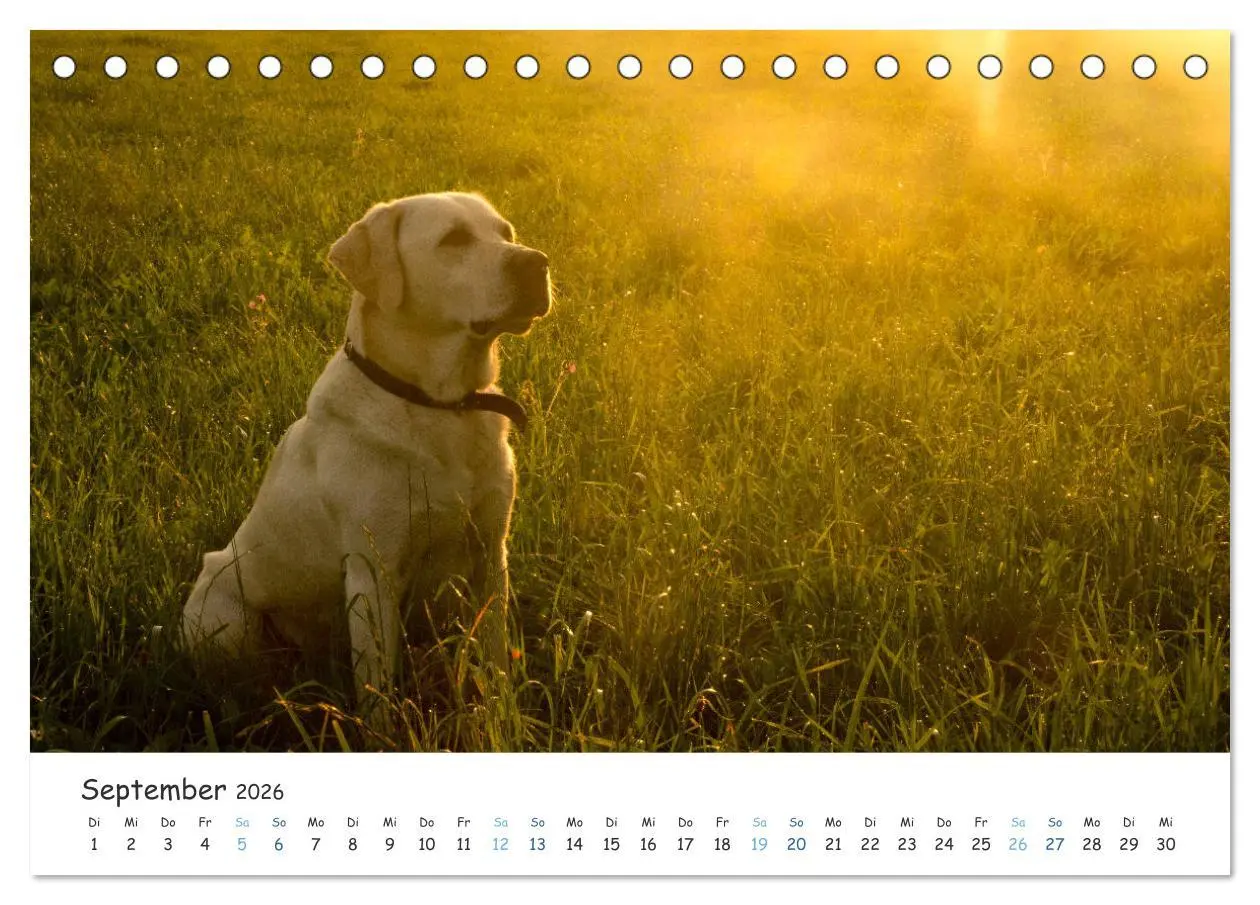 Bild: 9783457685709 | Lebensfrohe Labradore (Tischkalender 2026 DIN A5 quer), CALVENDO...