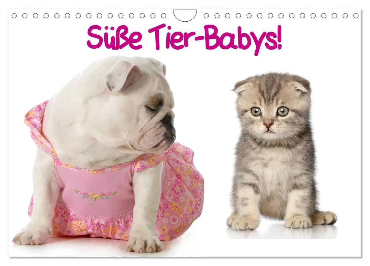 Cover: 9783435725809 | Süße Tier-Babys! (Wandkalender 2025 DIN A4 quer), CALVENDO...