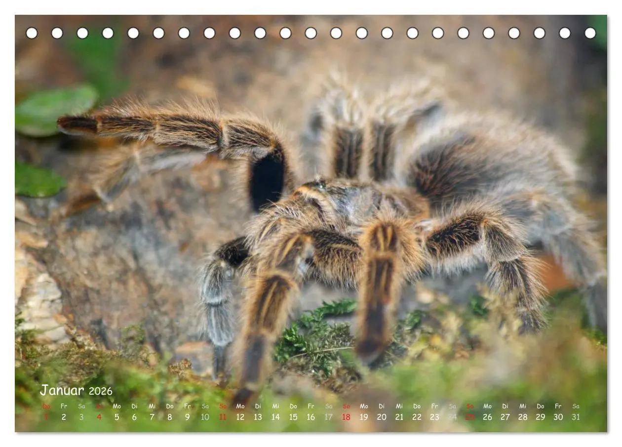 Bild: 9783516075809 | Vogelspinnen (Tischkalender 2026 DIN A5 quer), CALVENDO Monatskalender