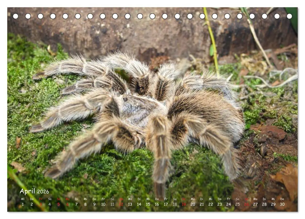 Bild: 9783516075809 | Vogelspinnen (Tischkalender 2026 DIN A5 quer), CALVENDO Monatskalender