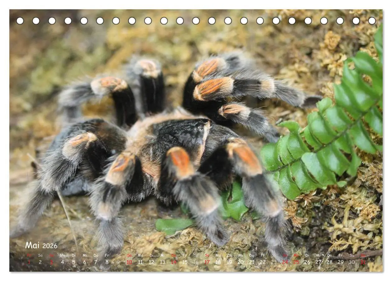 Bild: 9783516075809 | Vogelspinnen (Tischkalender 2026 DIN A5 quer), CALVENDO Monatskalender