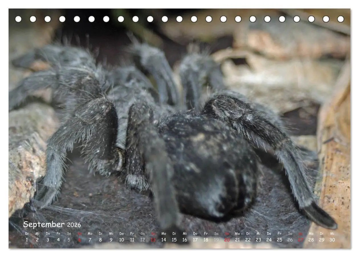 Bild: 9783516075809 | Vogelspinnen (Tischkalender 2026 DIN A5 quer), CALVENDO Monatskalender