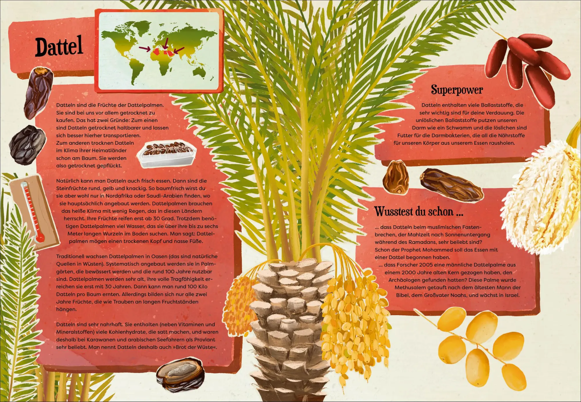 Bild: 9783423765909 | Weißt du, wo der Pfeffer wächst? - Erstaunliches Wissen von Ananas...