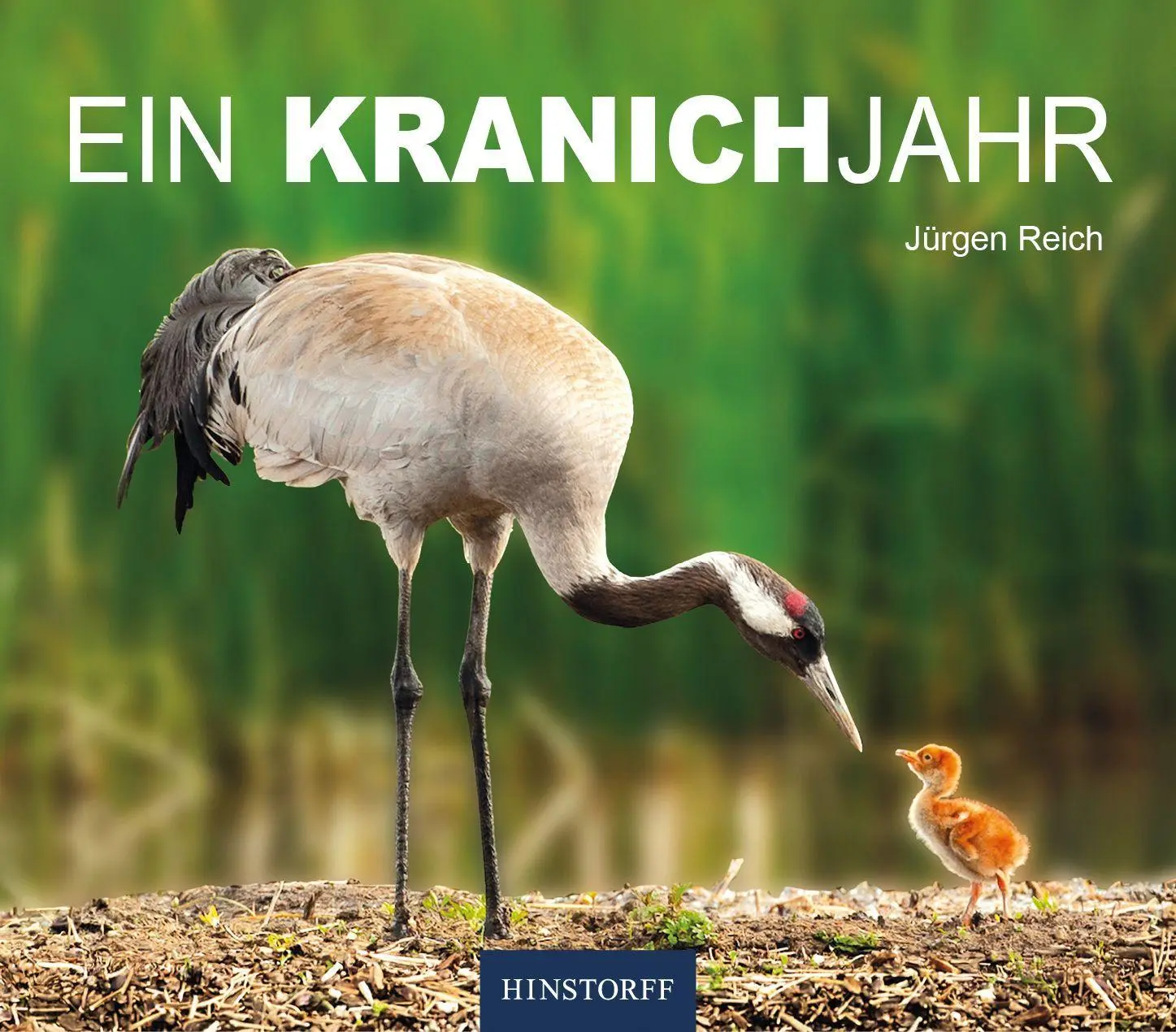 Cover: 9783356026009 | Ein Kranichjahr | Jürgen Reich | Buch | 80 S. | Deutsch | 2026