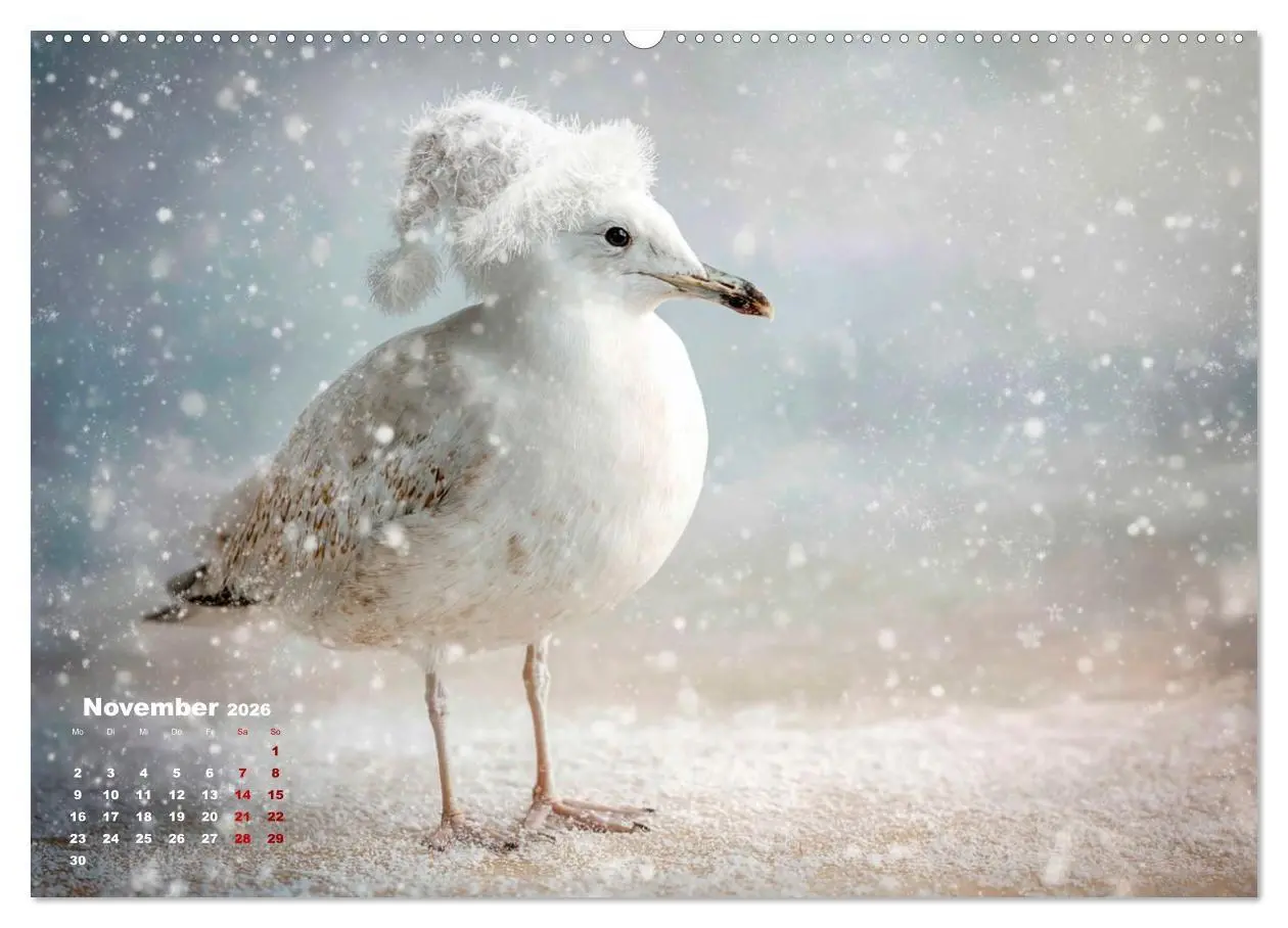 Bild: 9783516706109 | Möwen on Tour (Wandkalender 2026 DIN A2 quer), CALVENDO Monatskalender