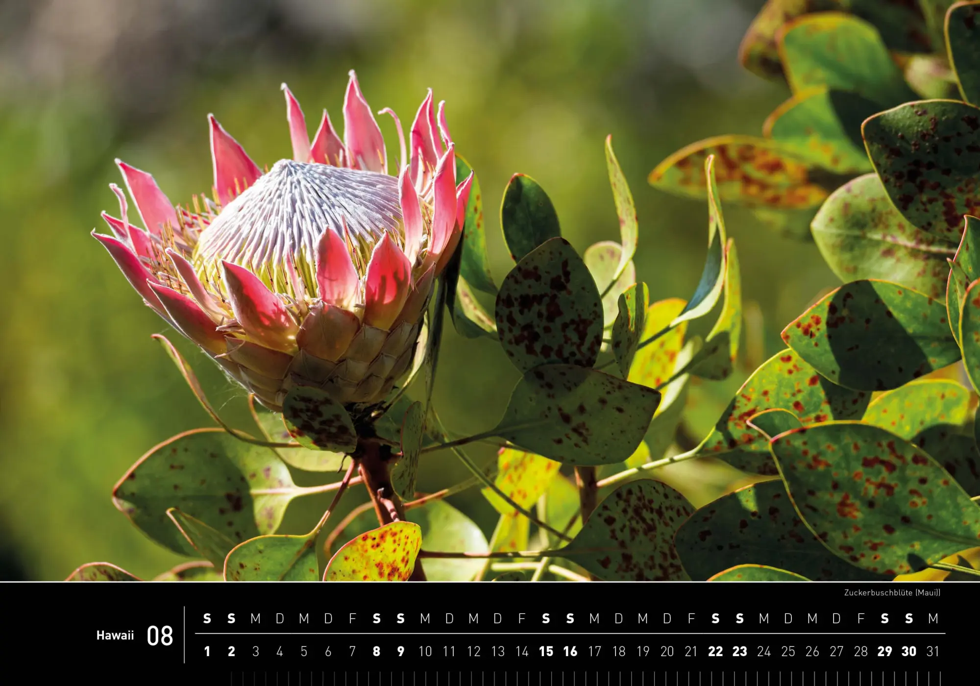 Bild: 9783968556109 | Hawaii Premiumkalender 2026 | Christian Heeb | Kalender | 14 S. | 2026