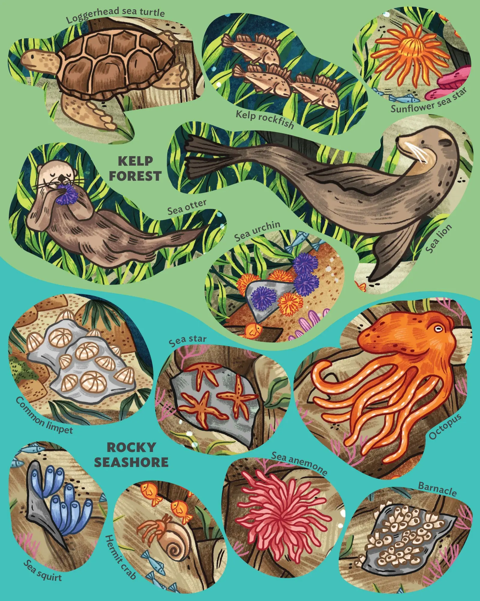 Bild: 9781635866209 | Creatures of the Ocean Sticker Poster | Fiona Ocean Simmance (u. a.)