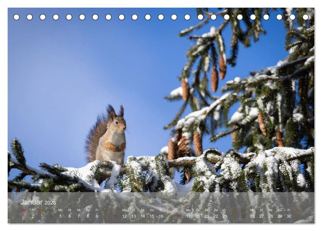 Bild: 9783457396209 | Bezaubernde Eichhörnchen (Tischkalender 2026 DIN A5 quer), CALVENDO...