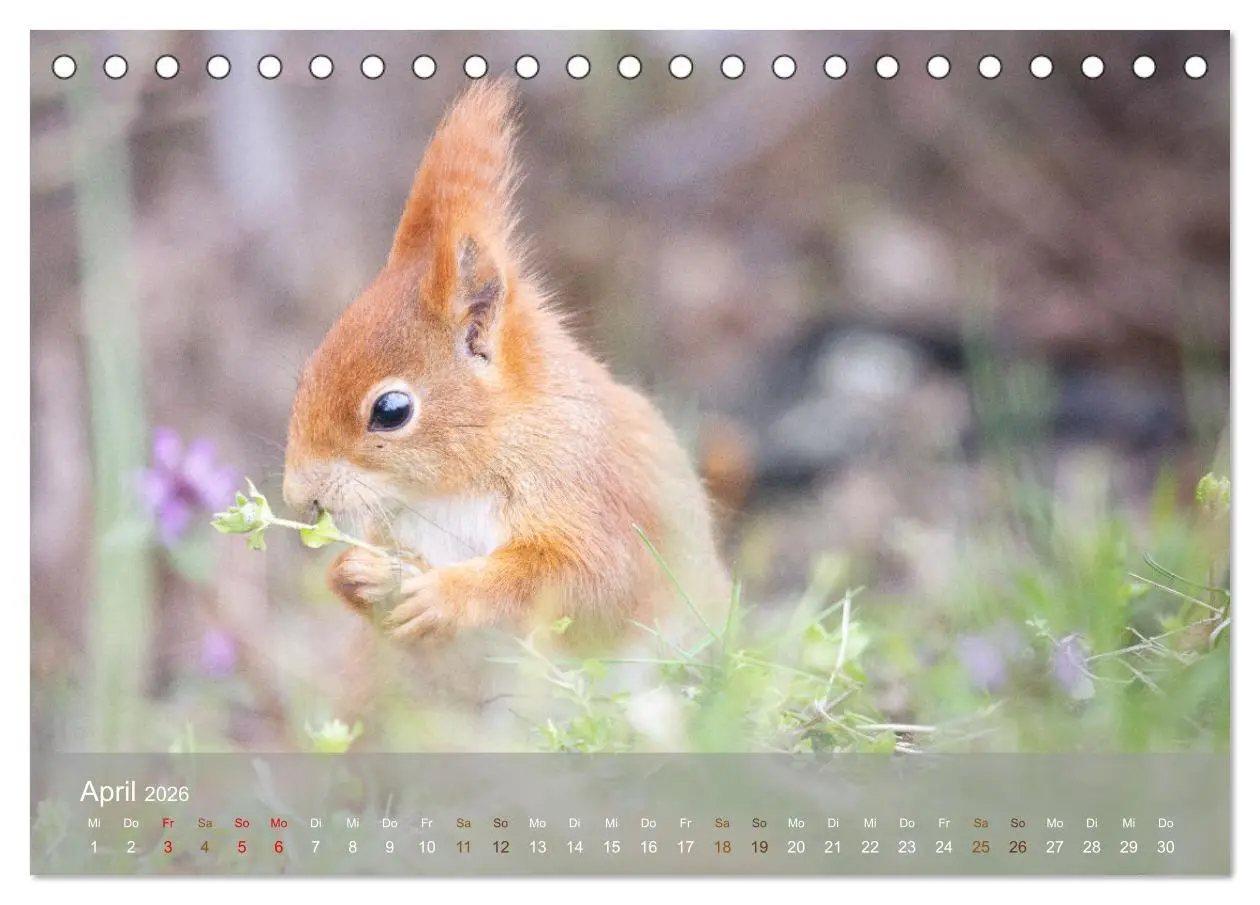 Bild: 9783457396209 | Bezaubernde Eichhörnchen (Tischkalender 2026 DIN A5 quer), CALVENDO...