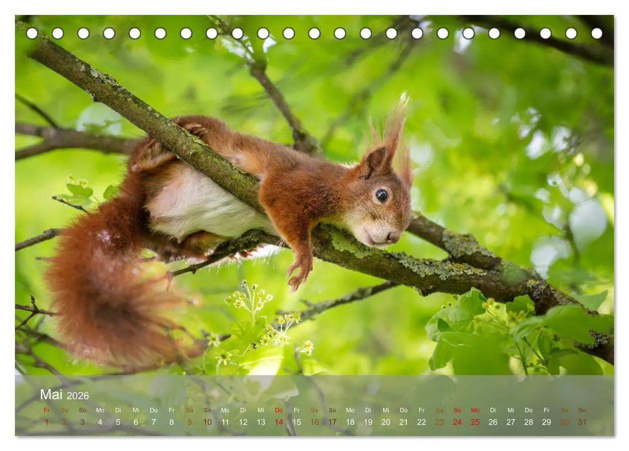Bild: 9783457396209 | Bezaubernde Eichhörnchen (Tischkalender 2026 DIN A5 quer), CALVENDO...