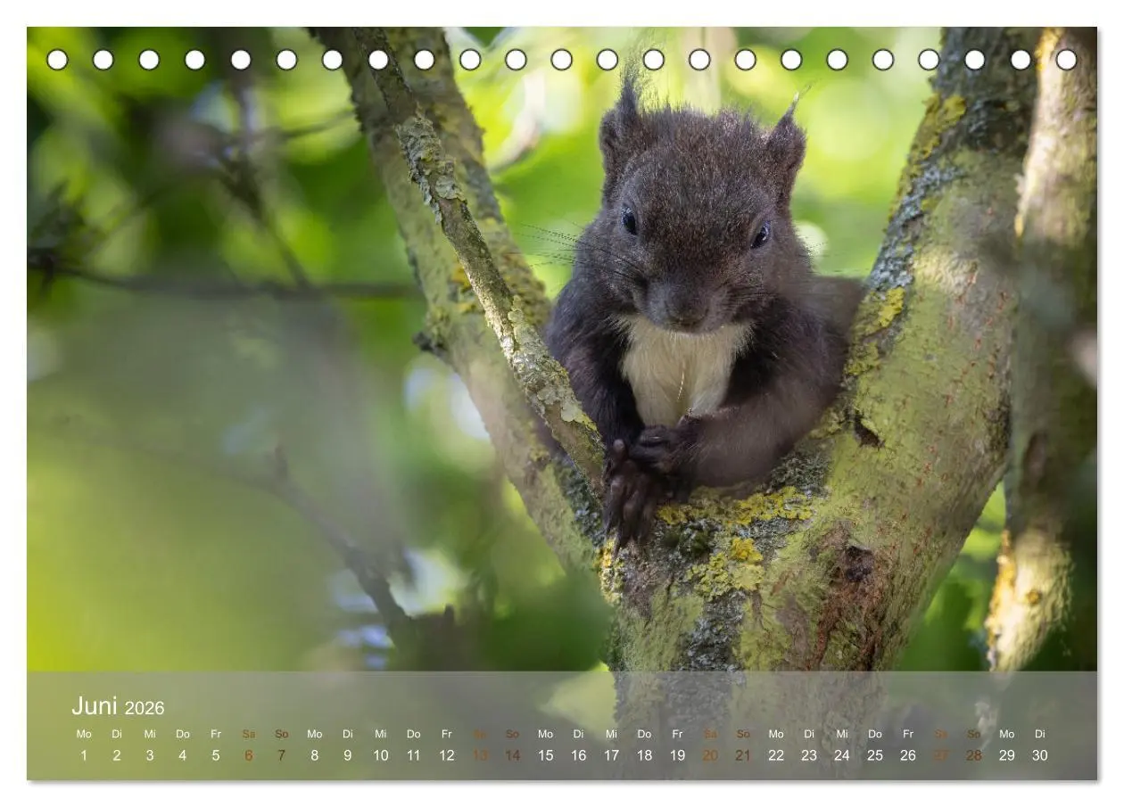 Bild: 9783457396209 | Bezaubernde Eichhörnchen (Tischkalender 2026 DIN A5 quer), CALVENDO...