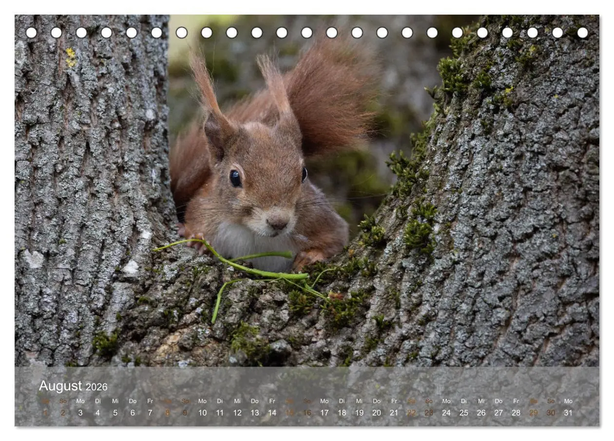 Bild: 9783457396209 | Bezaubernde Eichhörnchen (Tischkalender 2026 DIN A5 quer), CALVENDO...