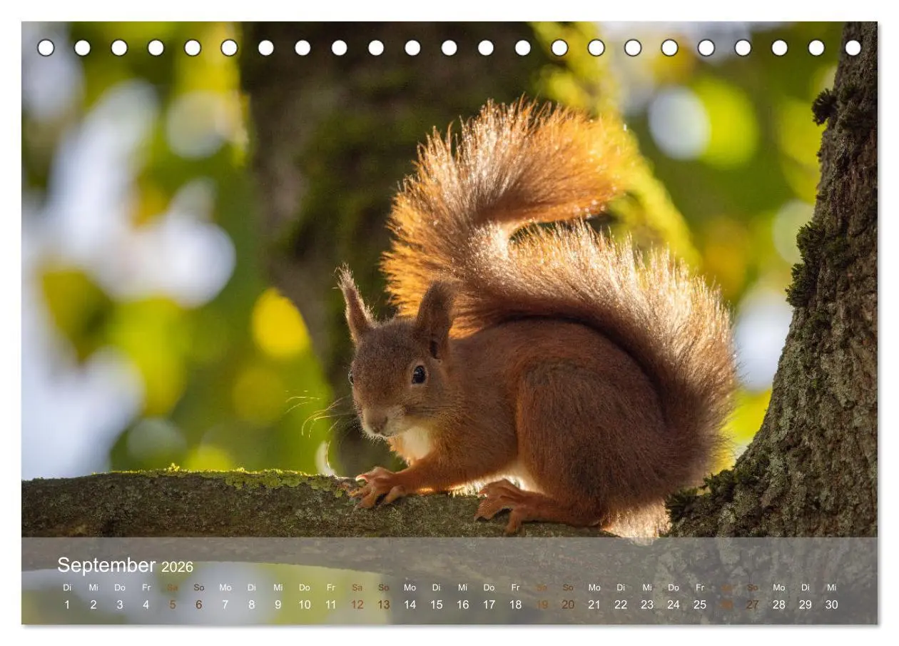 Bild: 9783457396209 | Bezaubernde Eichhörnchen (Tischkalender 2026 DIN A5 quer), CALVENDO...
