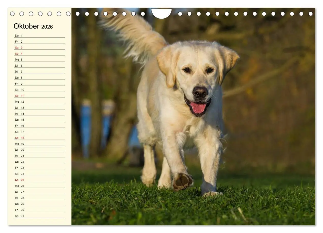 Bild: 9783516006209 | Das Glück hat einen Namen - Golden Retriever (Wandkalender 2026 DIN...